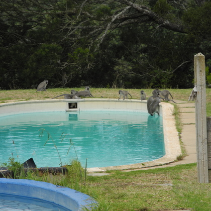 Affen trinken aus dem Pool bei einer Unterkunft nahe Port Elizabeth, wo ich mit meiner eigentlichen YFU-Gastfamilie gewohnt habe.